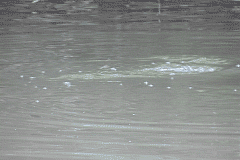 Striper Strike!